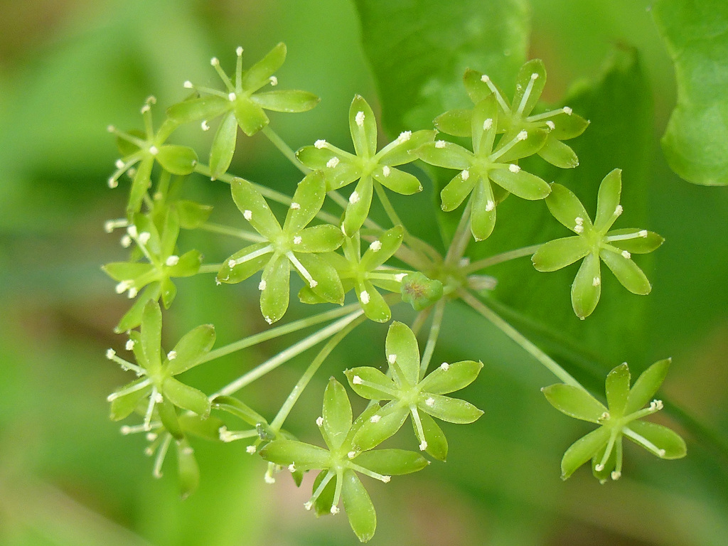 春の緑の線香花火 (サルトリイバラ)