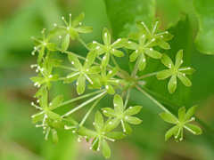 春の緑の線香花火 (サルトリイバラ)