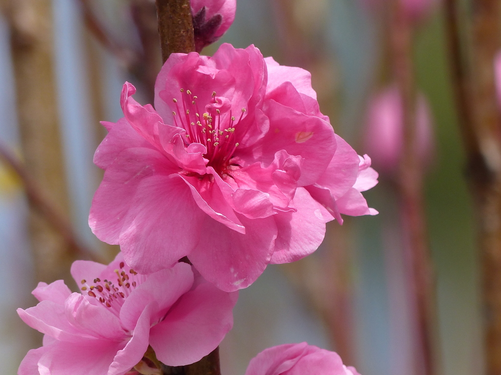 花もも