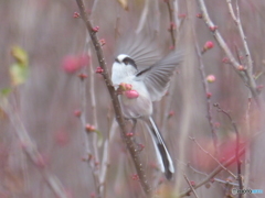 寒木瓜(カンボケ)の木々中で