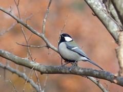 シジュウカラ