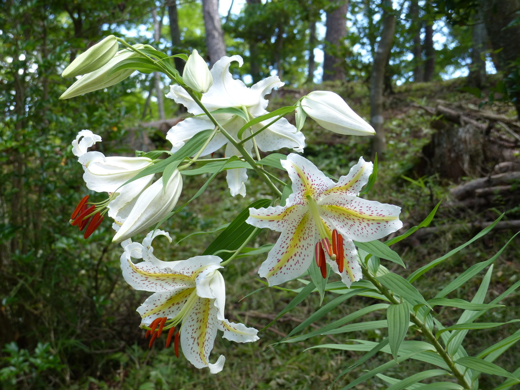 香りにつつまれて1