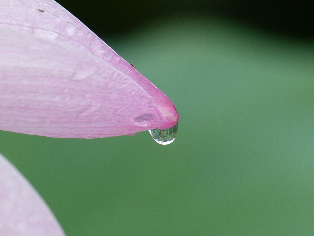 雫