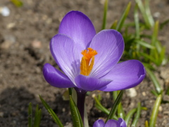 春の花