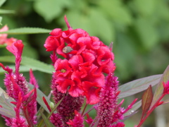 秋の花