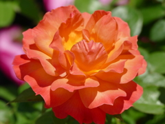 春の花11(バラ1)