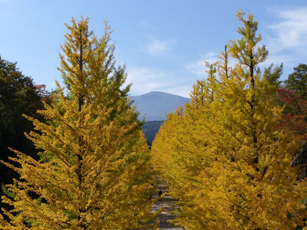 紅葉1(黄金色の銀杏並木)