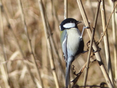 冬の里山で8（シジュウカラ)