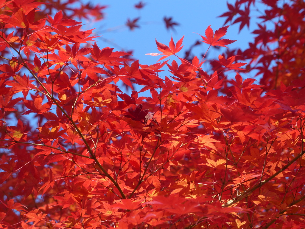 秋の里山で8(紅葉4)