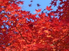 秋の里山で8(紅葉4)