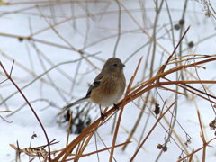 雪の朝(ベニマシコ)