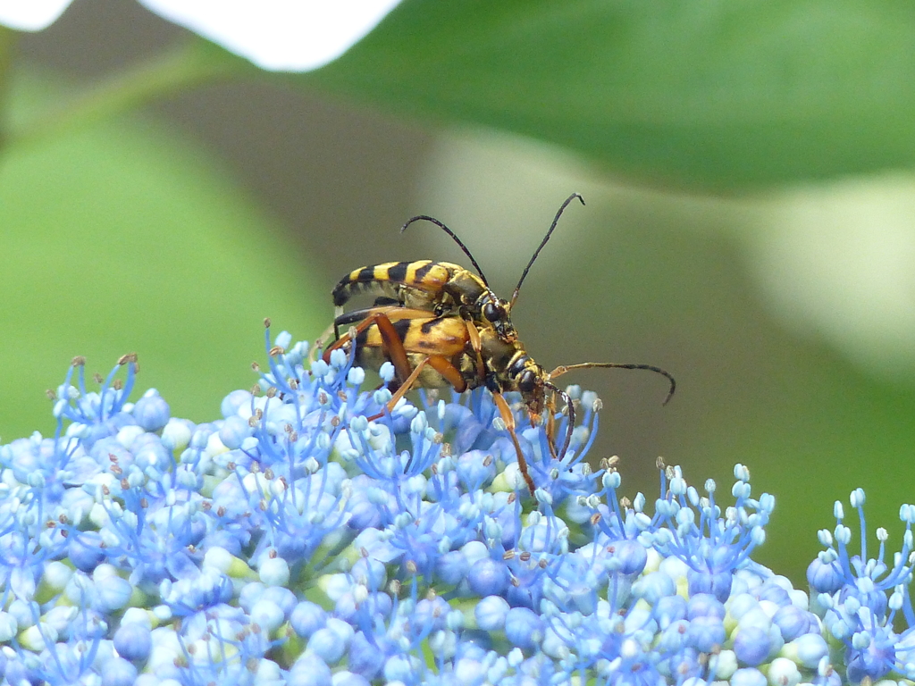 夏の昆虫1
