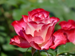 春の花13(バラ3)
