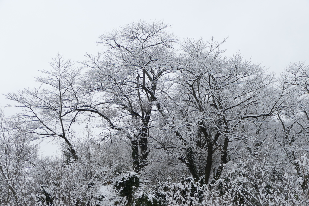 雪景色