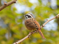 秋の里山で3(ホウジロ)