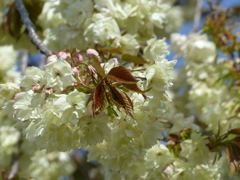 春16(春の花7)
