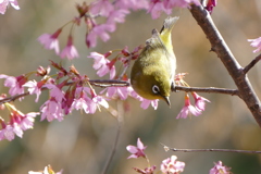 おかめ桜と春メジロ