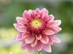 夏の花