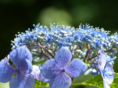 紫陽花