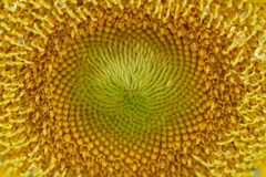 雨上がりのひまわり