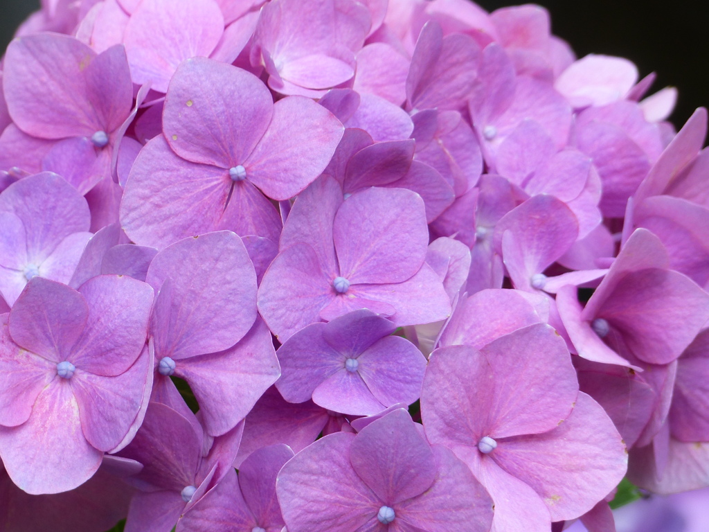 夏の花5(紫陽花2）