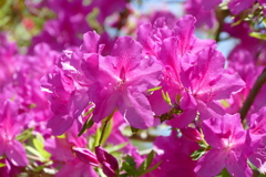 花畑で