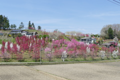 花やしき公園