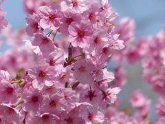 春の花2(桜2)