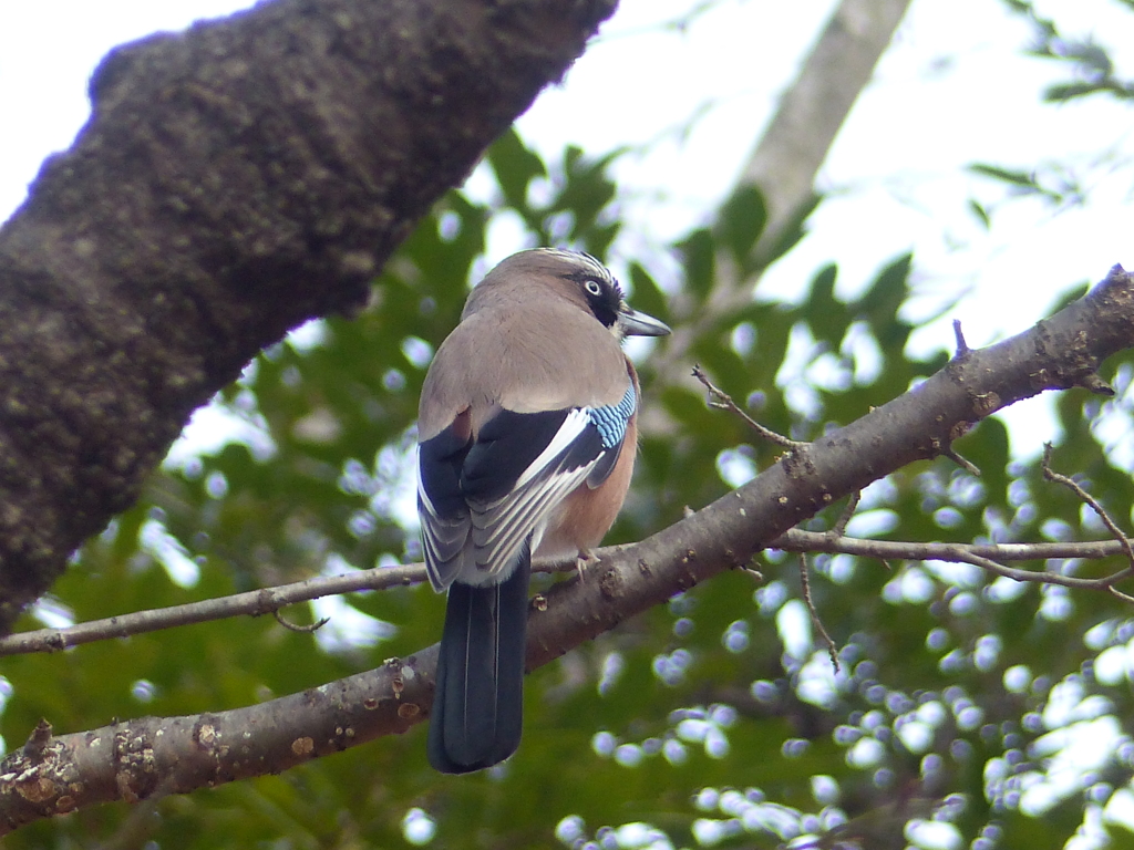 冬の里山で(カケス)