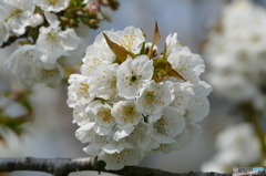 サクランボの花