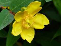 初夏の花3(ビョウヤナギ)