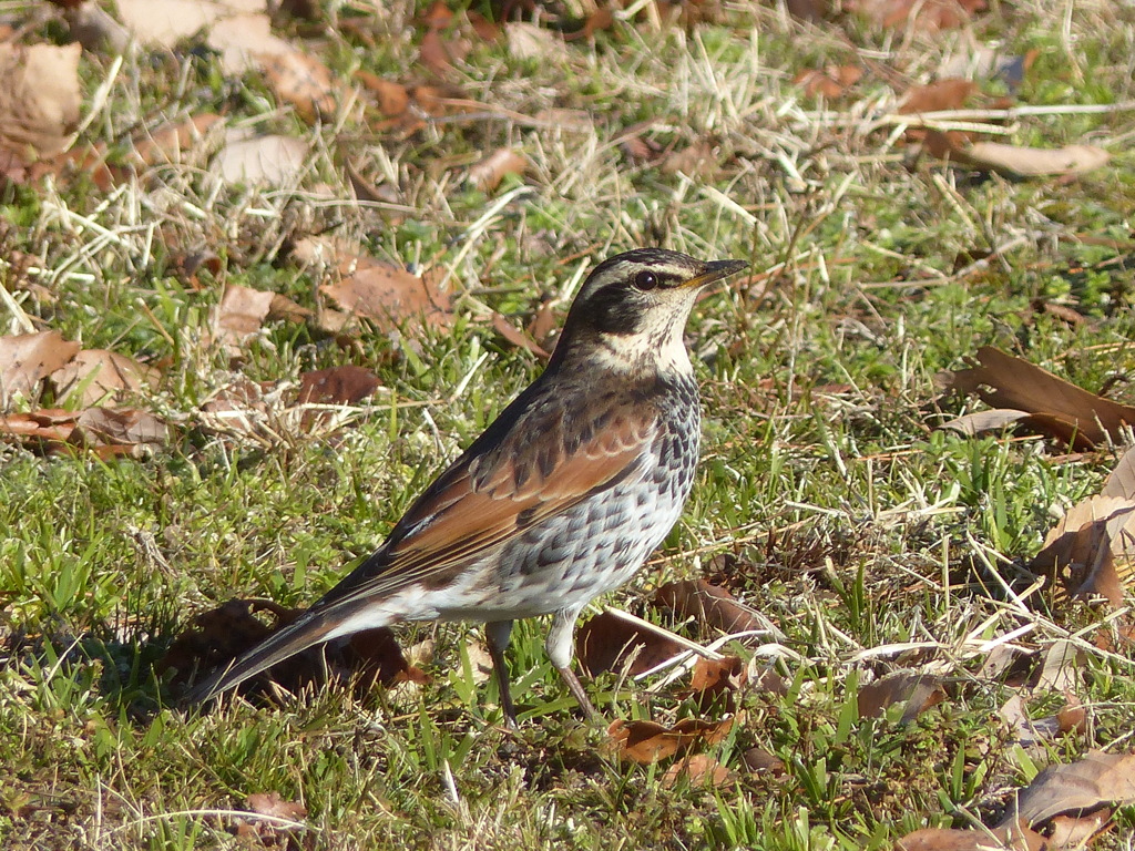 冬の里山で4(ツグミ)