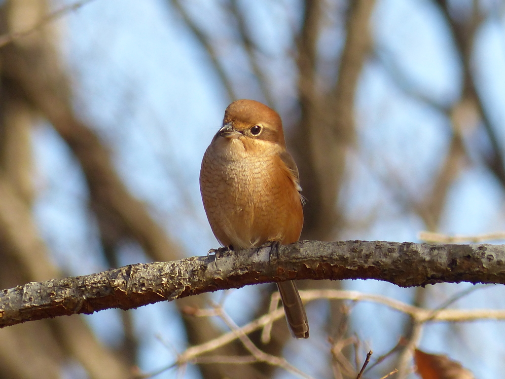 冬の里山で(モズ)