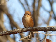 冬の里山で(モズ)