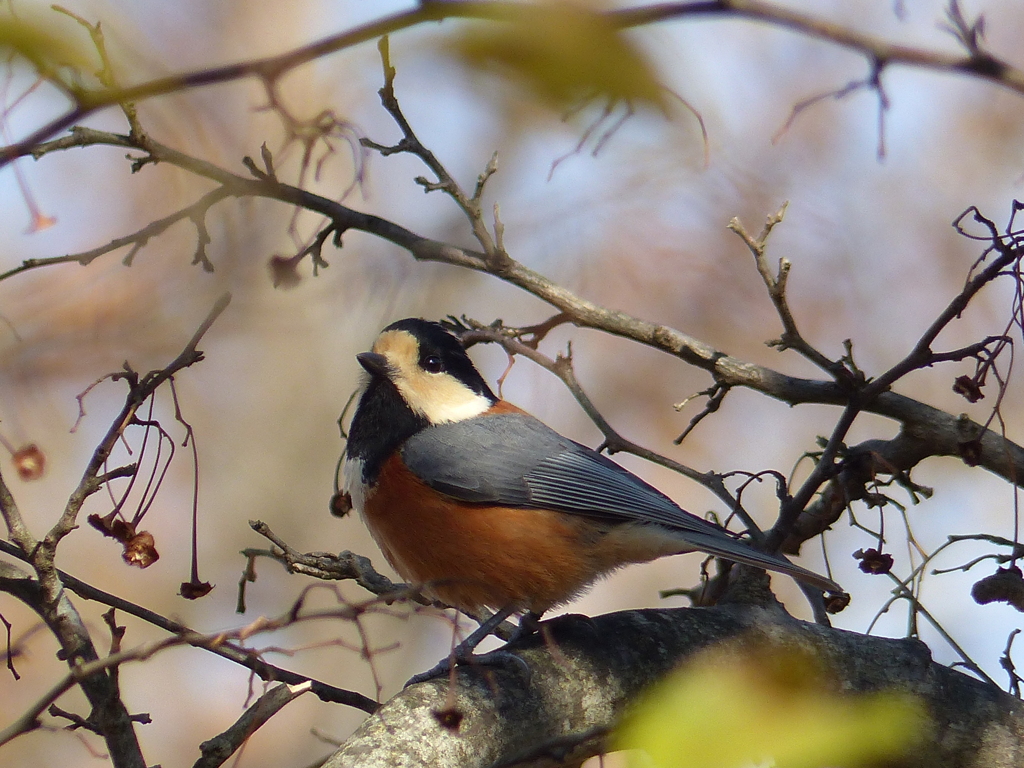秋～初冬の里山で16 ( ヤマガラ)