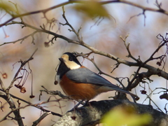 秋～初冬の里山で16 ( ヤマガラ)