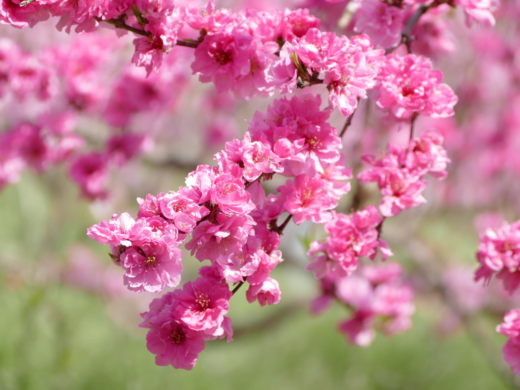 春の花