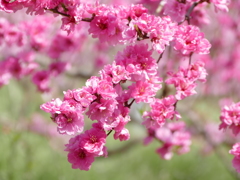 春の花