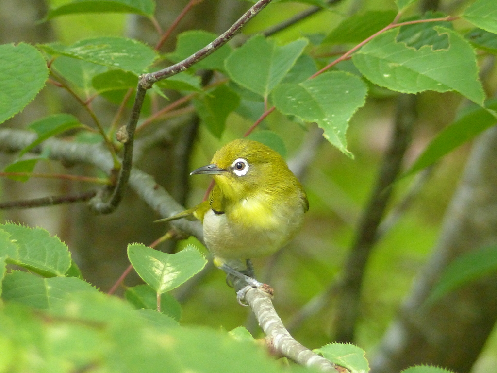 夏の里山で4(メジロ)