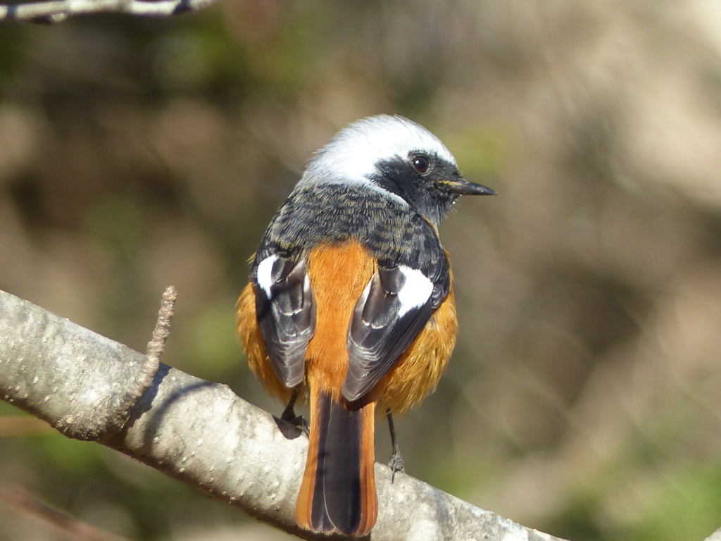 冬の里山で12（ジョウビタキ3）