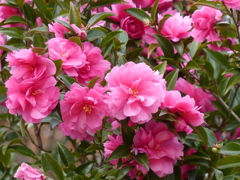 秋の里山で9(山茶花2)