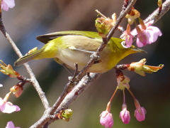 メジロ と桜