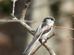 冬の里山で25(エナガ)