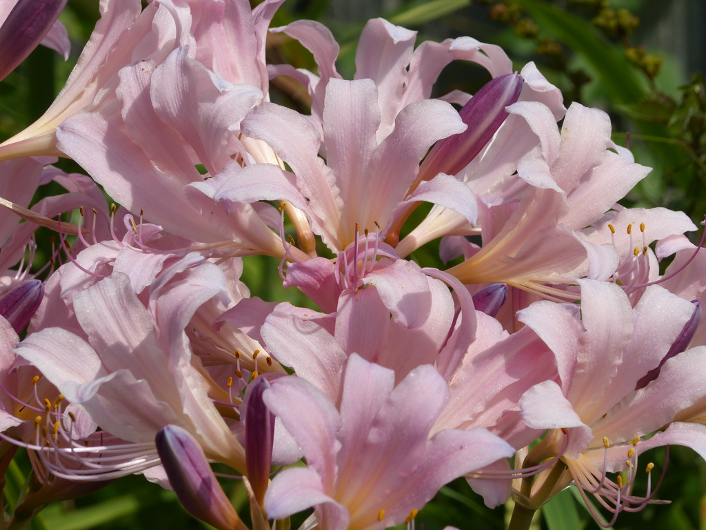 夏の花11(夏水仙）