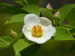 夏の花4(夏椿)