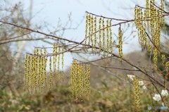花かんざし（キブシの花）