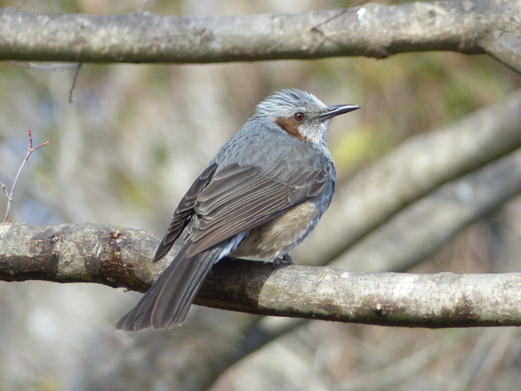 冬の里山で14(ヒヨドリ3)