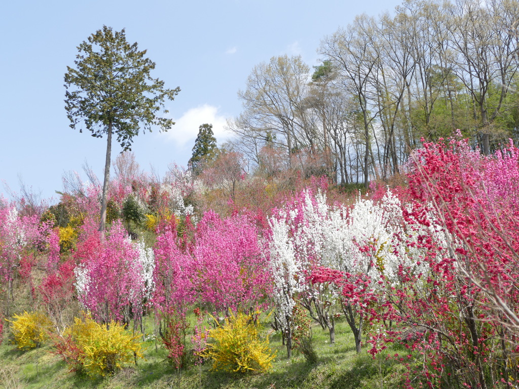 花もも