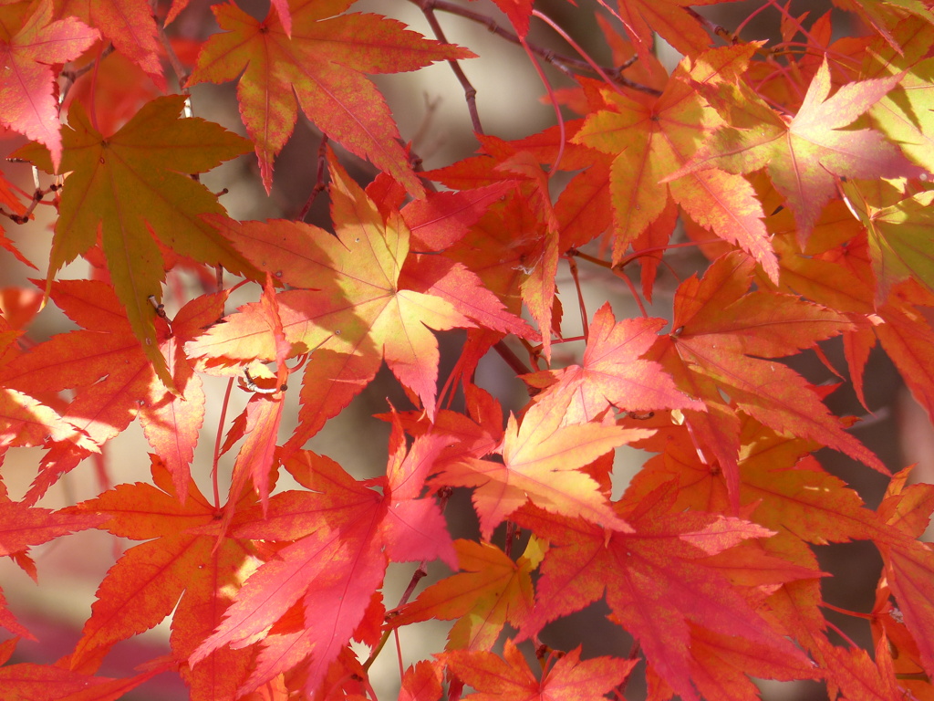 秋の里山で6(紅葉)