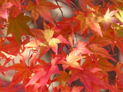 秋の里山で6(紅葉)